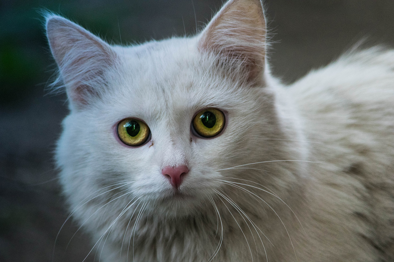 Kittens in our yard - My, cat, Catomafia, The photo, Longpost