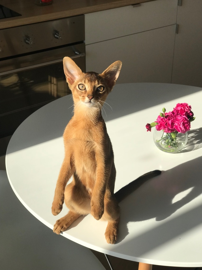 Upright cat (aka Felis erectus) - My, Abyssinian cat, Animals, Pets, cat, Longpost