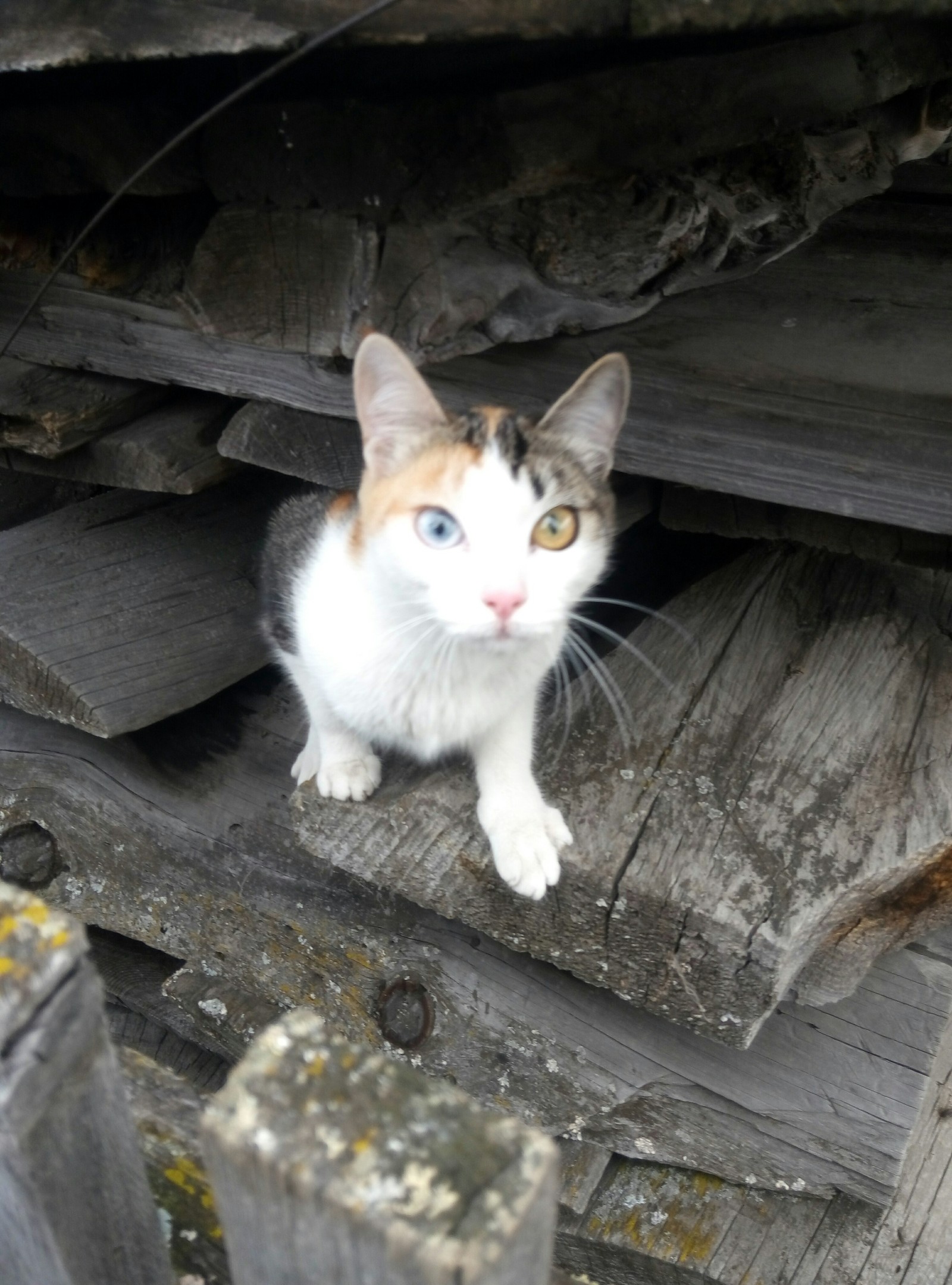 Cool cat! - My, cat, Heterochromia, Tricolor cat, Longpost
