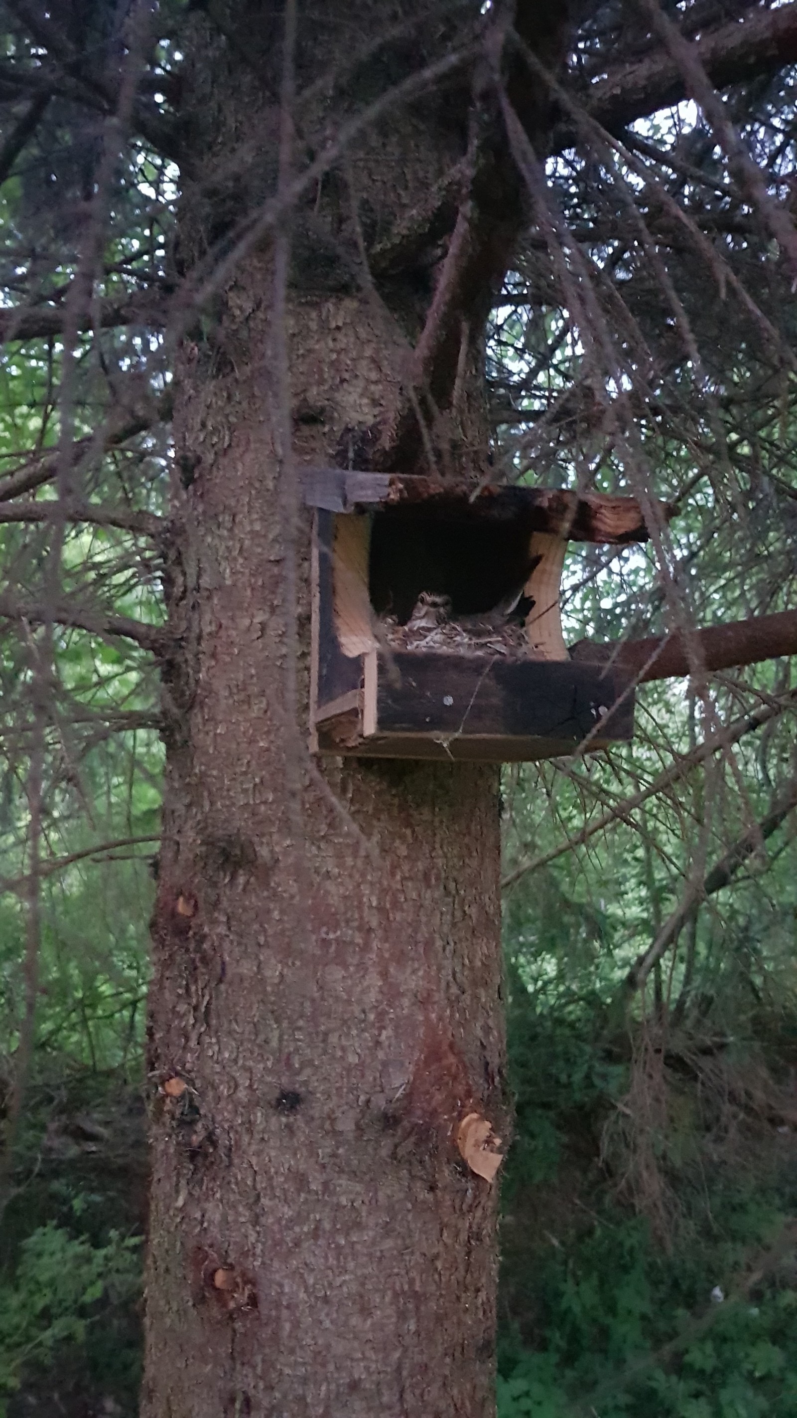 Feeder in winter, house in summer - My, Busy, Nest, Trough, Come in large numbers, Passed by