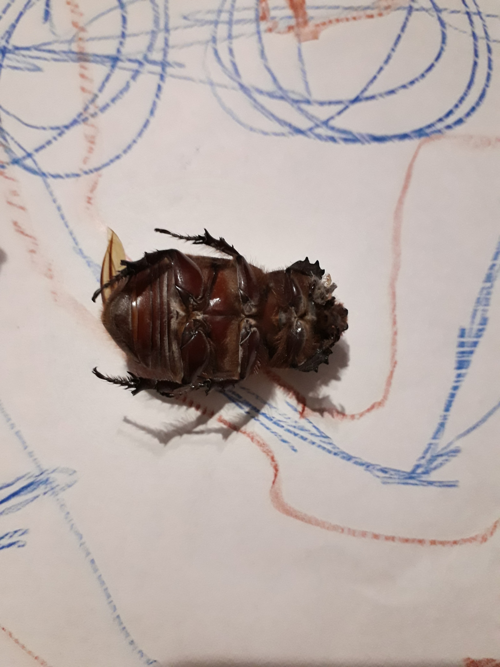 What kind of beetle? - My, Жуки, Entomology, Longpost, Who is this?, Question, Insects