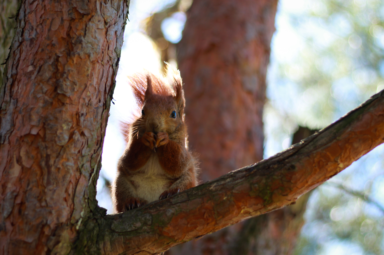 Squirrel - My, Beginning photographer, Squirrel, The photo