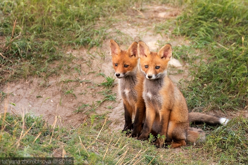 Crimean foxes =) - Fox, Crimea, Longpost, The photo, Animals, Fox cubs