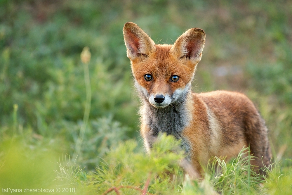 Crimean foxes =) - Fox, Crimea, Longpost, The photo, Animals, Fox cubs