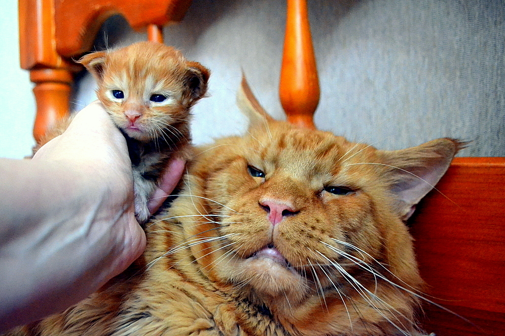 Dad and son - My, cat, Maine Coon, The photo, Pet, Pets