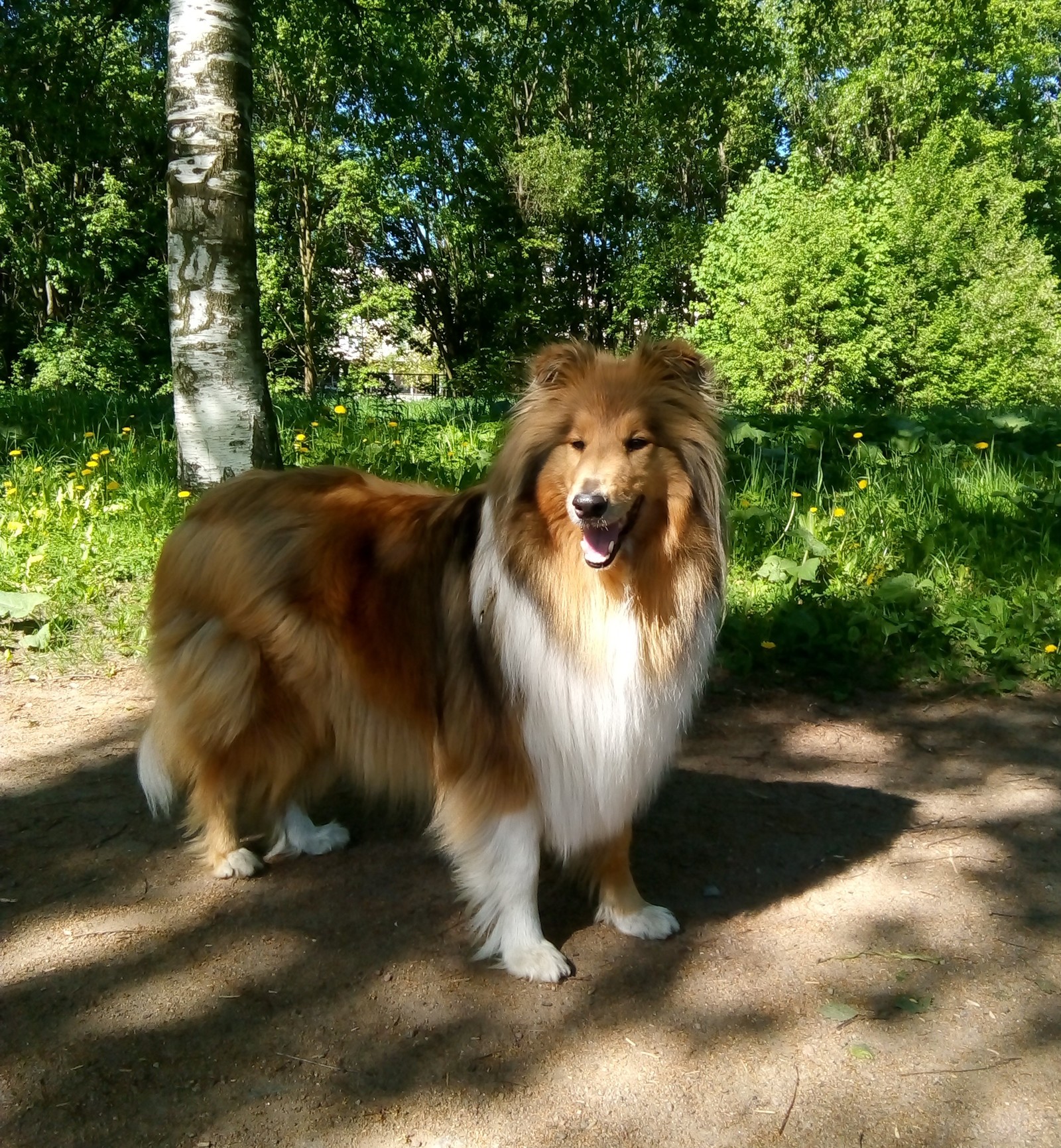 my favorite noses - My, Collie, Dog, Pets, Longpost