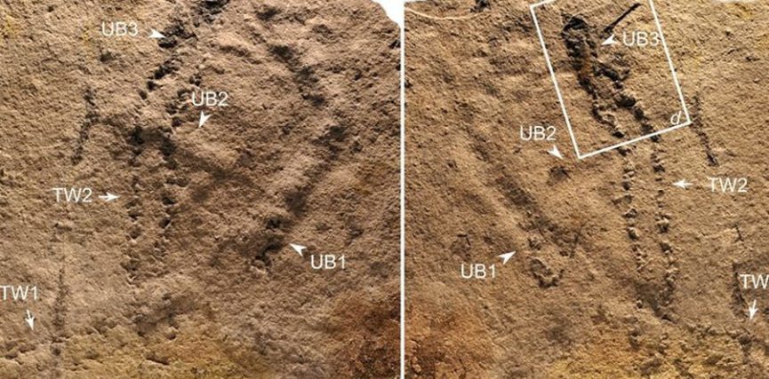 Oldest fossil footprints ever found - Land, Story, A life, Fossil