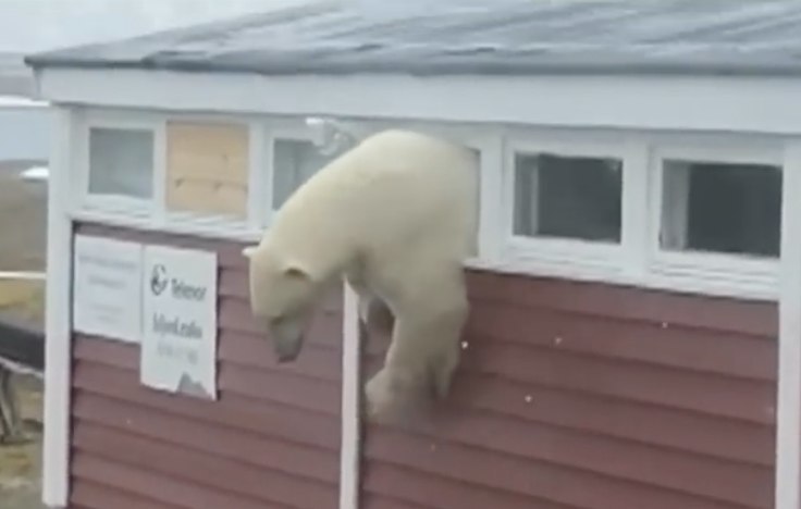 On Svalbard, a polar bear climbed into a warehouse, but could not get out, stuck in a window. - news, Animals, Spitsbergen, The Bears, Funny, TUT by, Video