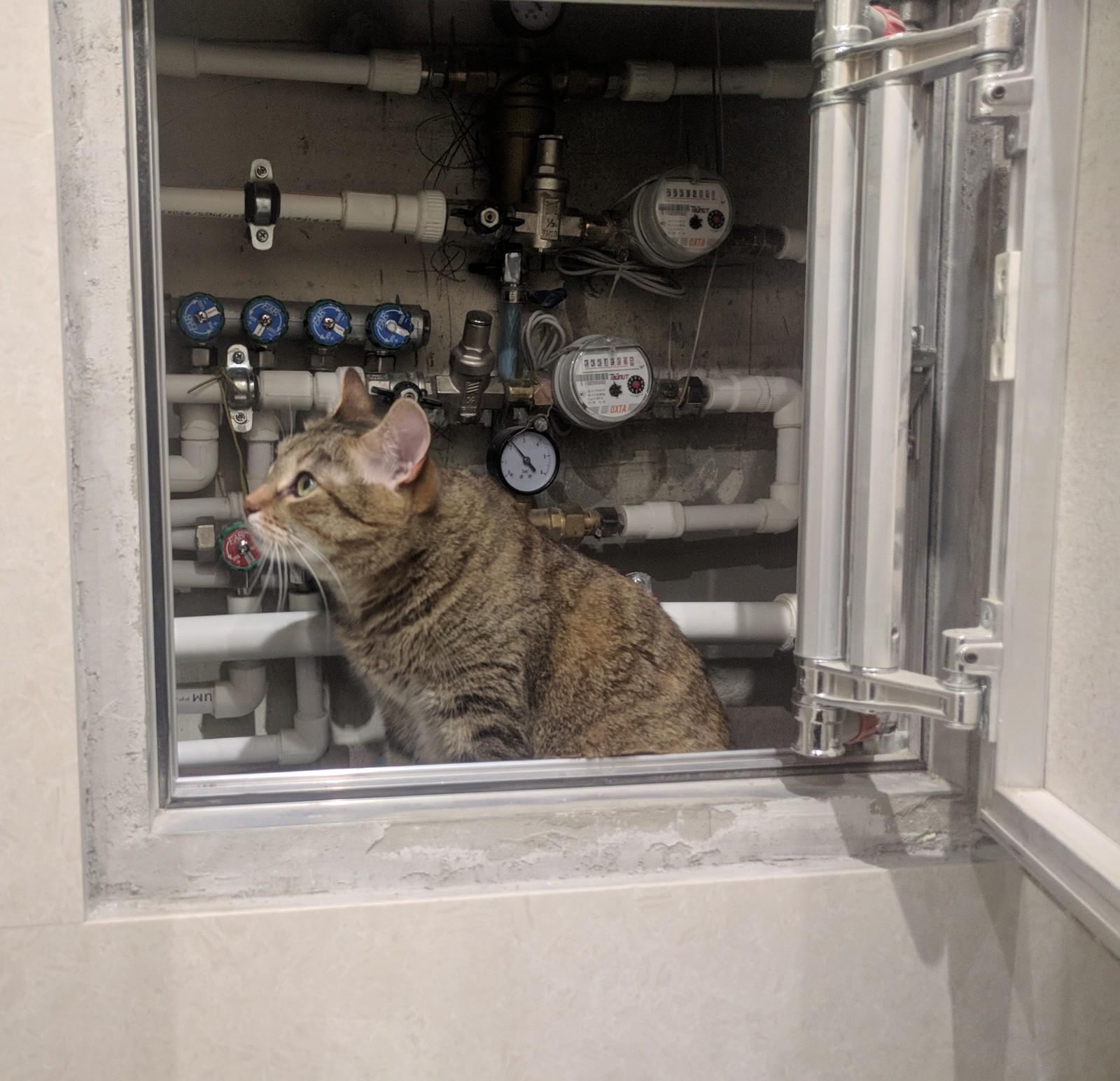 Furry plumber. - My, Catomafia, cat, Plumber