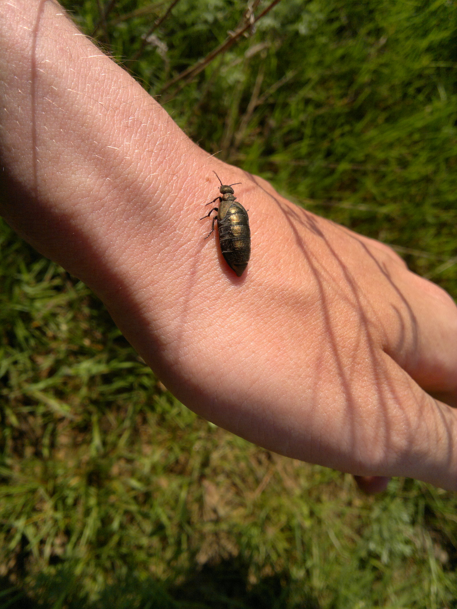 beetle tank top - My, Жуки, , Video, Longpost