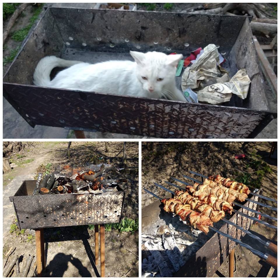 Fedor - My, cat, Fedor, Brazier, Shashlik, The photo