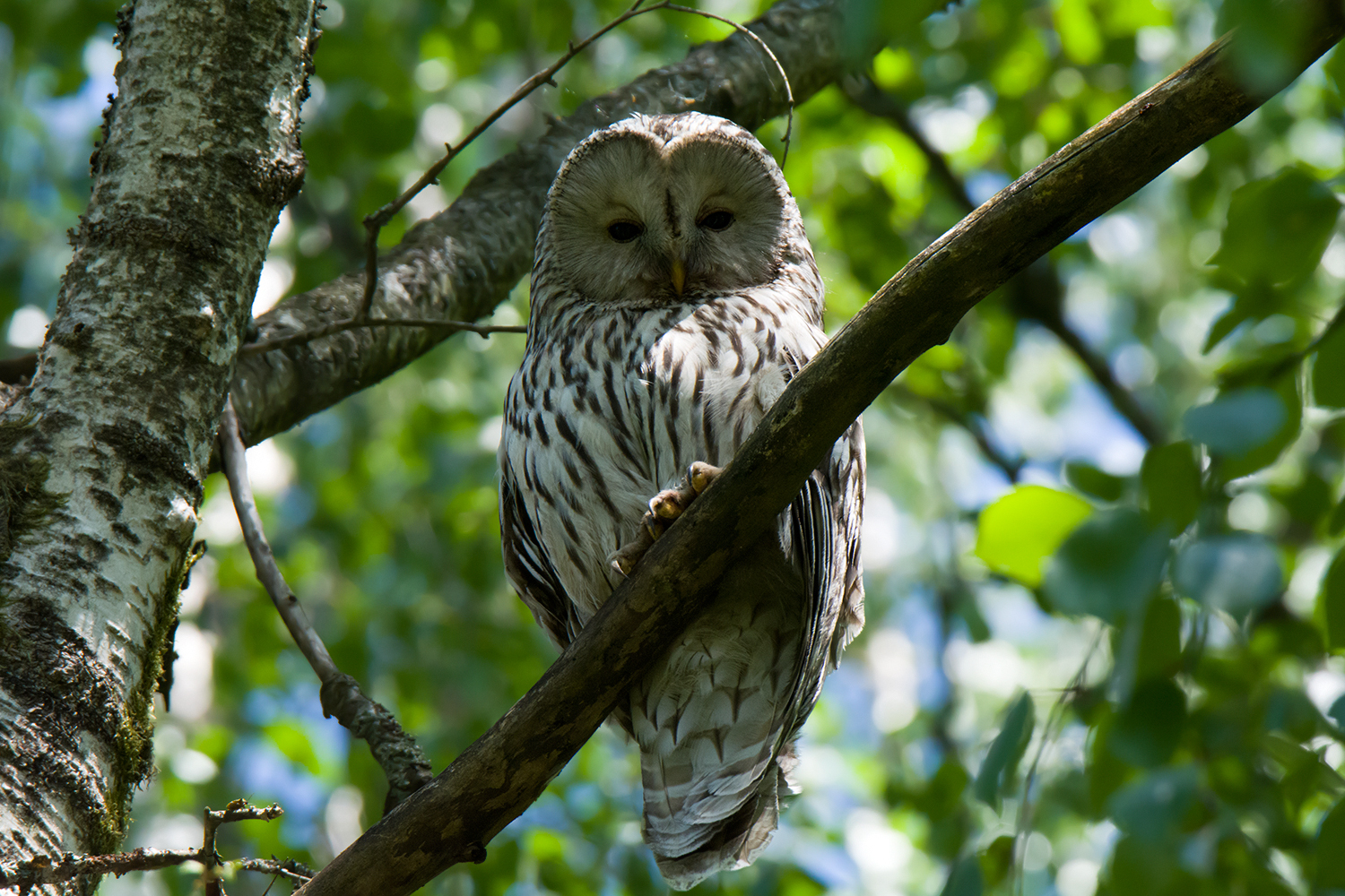 Long-tailed owl - My, Birds, Owl, Predator birds, Long-tailed owl, Tawny owl, Leningrad region, The photo, Longpost