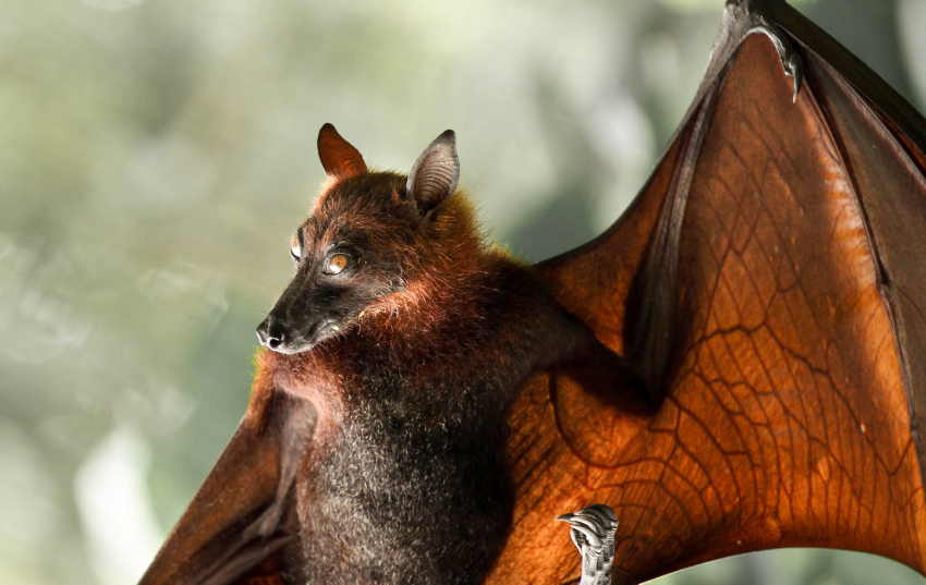 Kalong or giant flying fox. - The photo, Longpost, , Bats, Milota, Animals