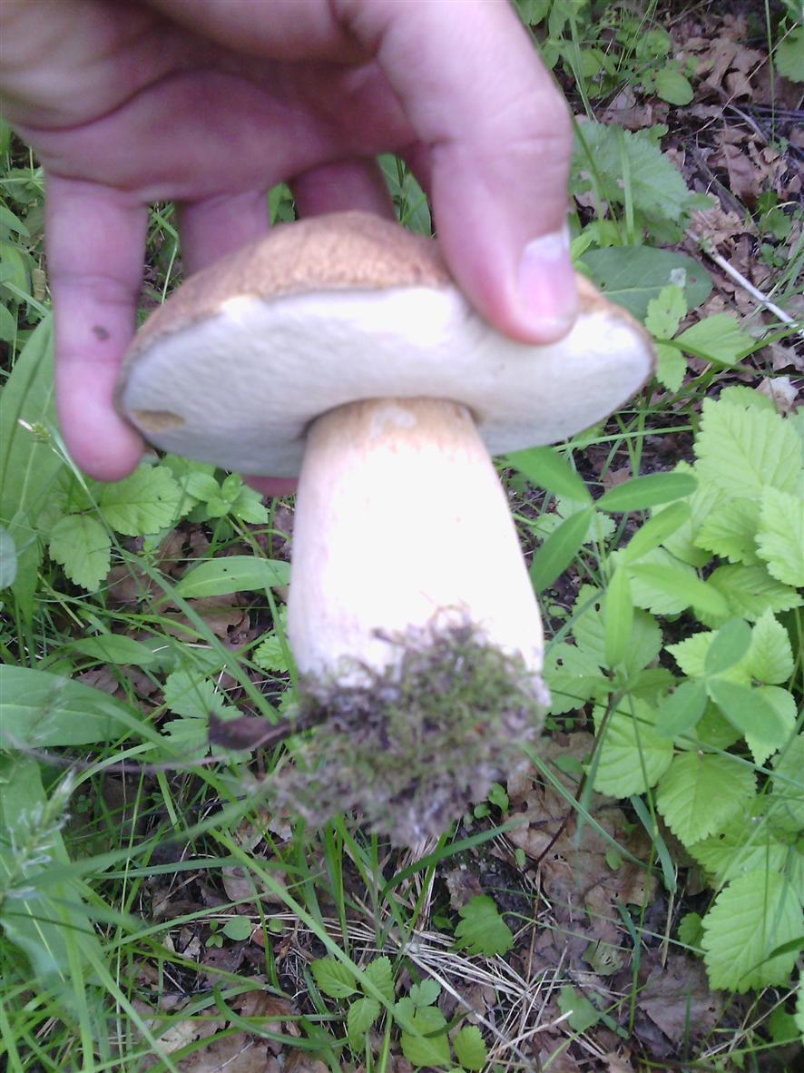 The first mushrooms 2018 - My, Mushrooms, Borovik, Moscow region, White, Longpost, cat