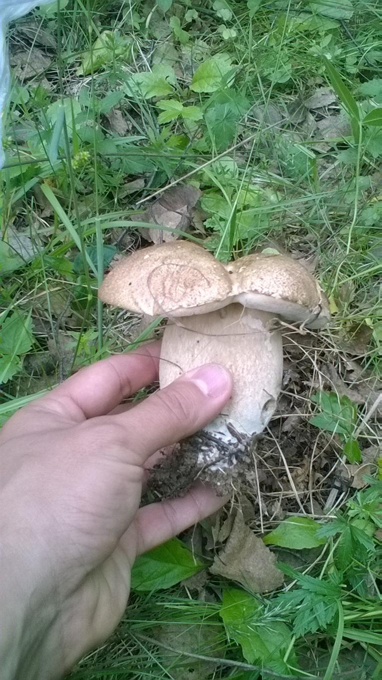 The first mushrooms 2018 - My, Mushrooms, Borovik, Moscow region, White, Longpost, cat