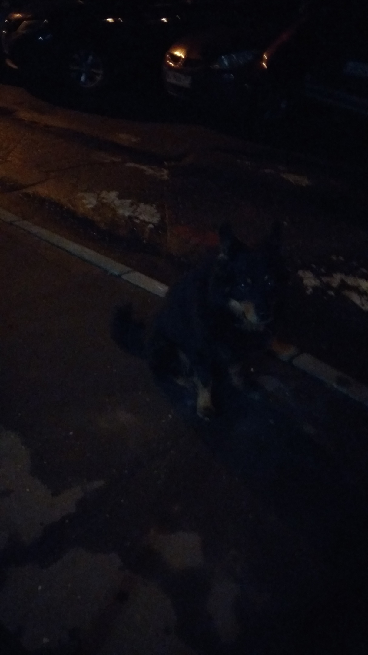 Found dog. - My, Dog, Found a dog, Moscow, Yuao, Help, Longpost, No rating