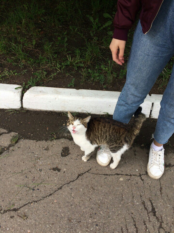 Cute kitty is waiting for you! - My, Kazan, No rating, cat, Longpost