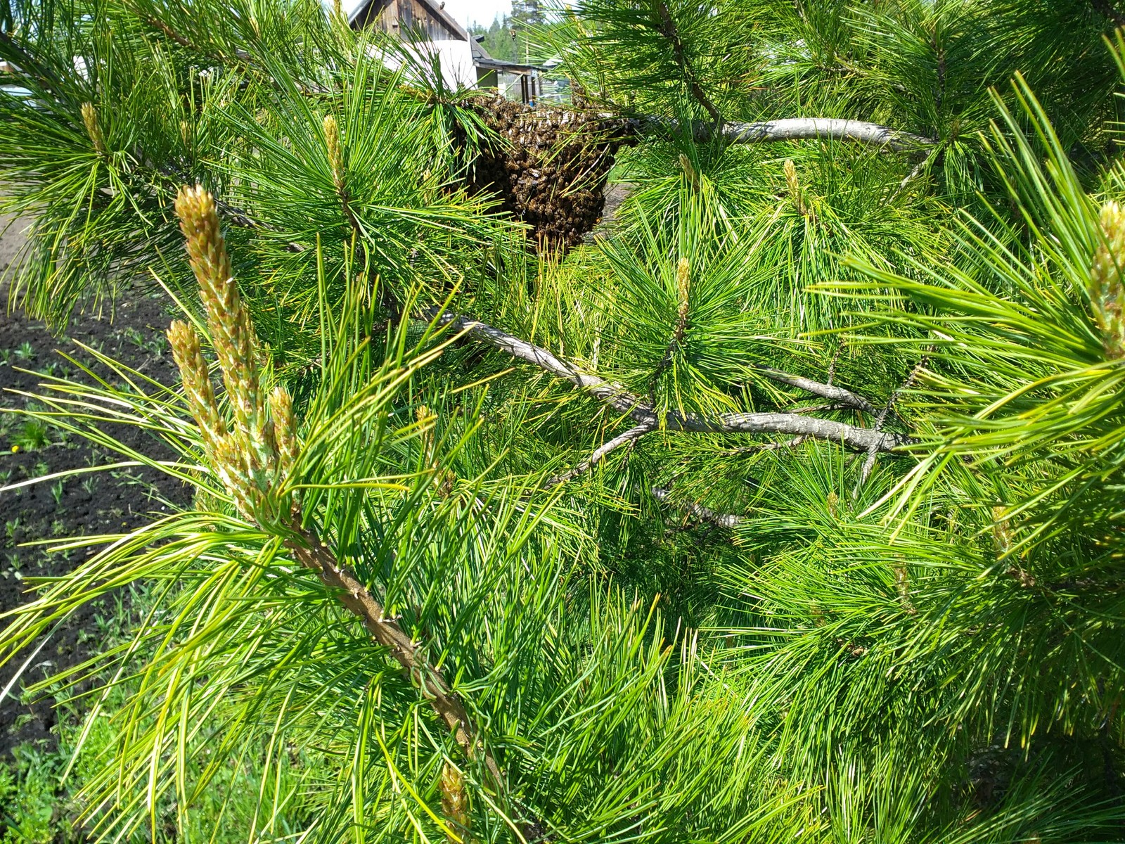 Strange cones on cedar - My, Wrong bees, Dacha, Cedar, Pine nuts, Hive, Video, Longpost