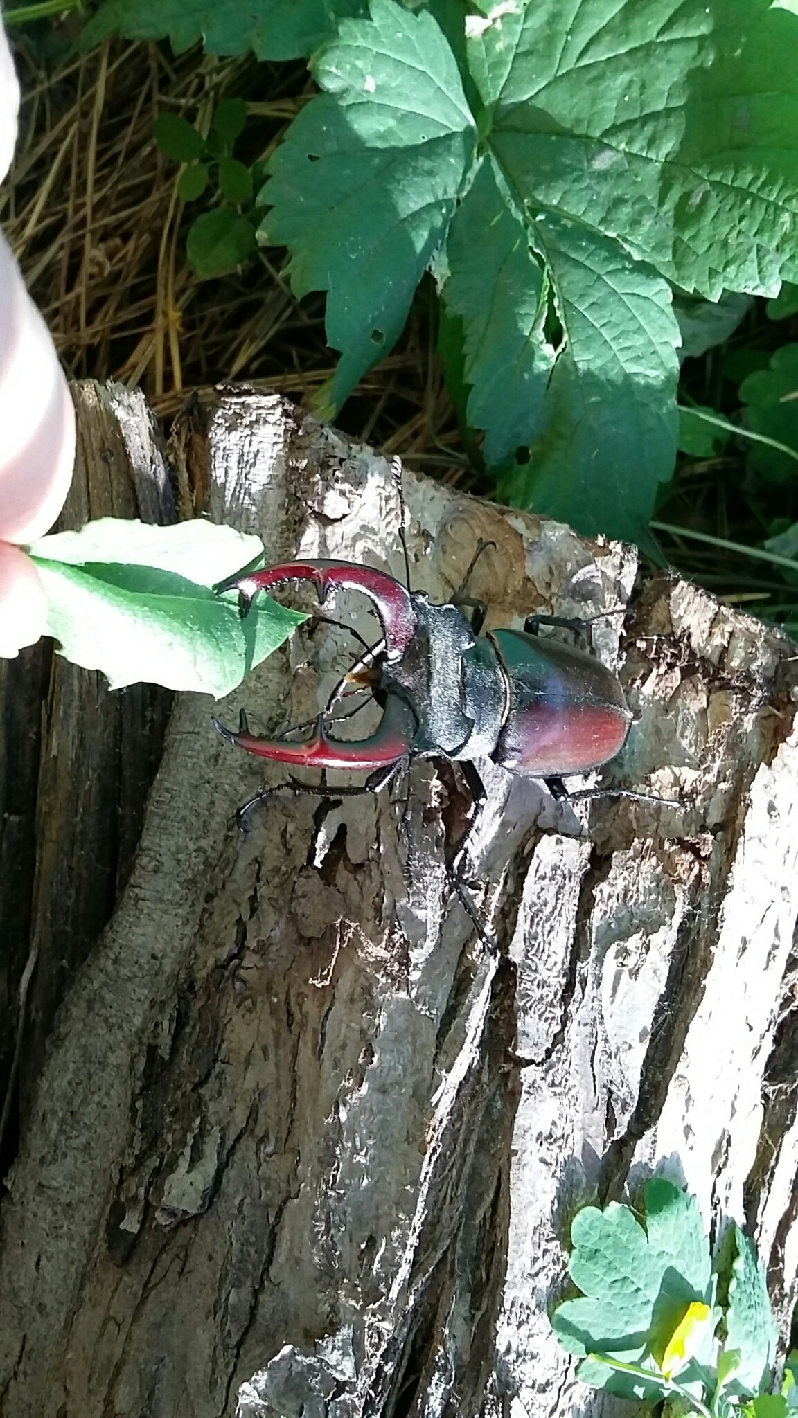 Terrible neighbor - My, Dacha, Жуки, Longpost, Deer Beetle, Insects, The photo