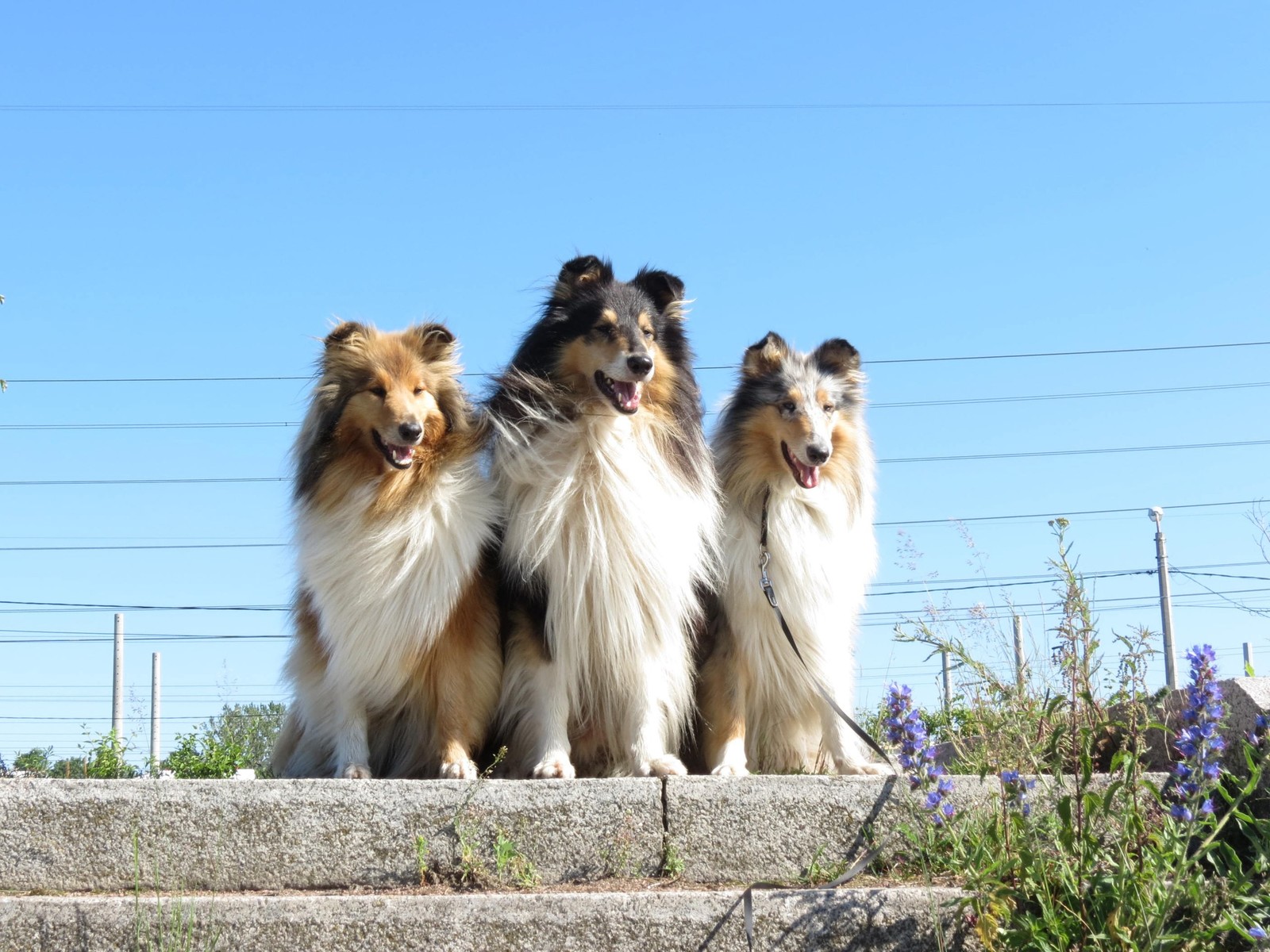 Tricolor - My, Collie, Pets, Dog