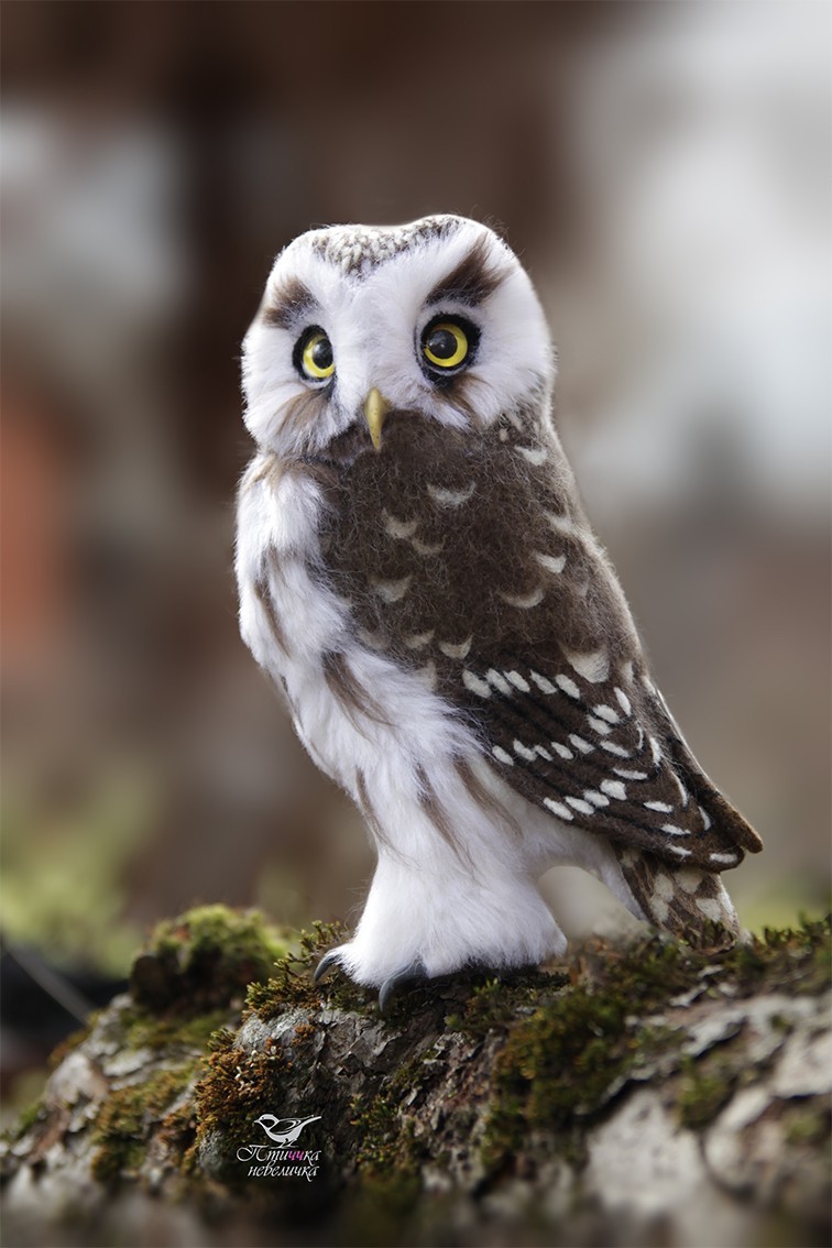 Rough-legged Owl (Aegolius funereus). Dry felting. - My, Dry felting, Needlework without process, Birds, With your own hands, Needlework, Handmade, Owl, Longpost