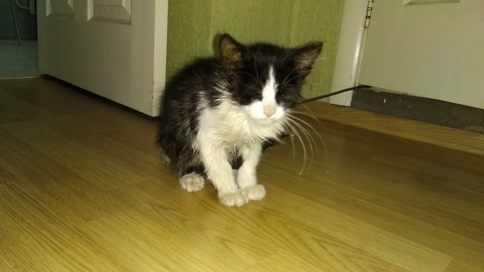 Kitten in good hands, new owners needed - My, No rating, Animals, cat, In good hands, Help, Bryansk, Pet, Overexposure, Longpost, Helping animals, Pets