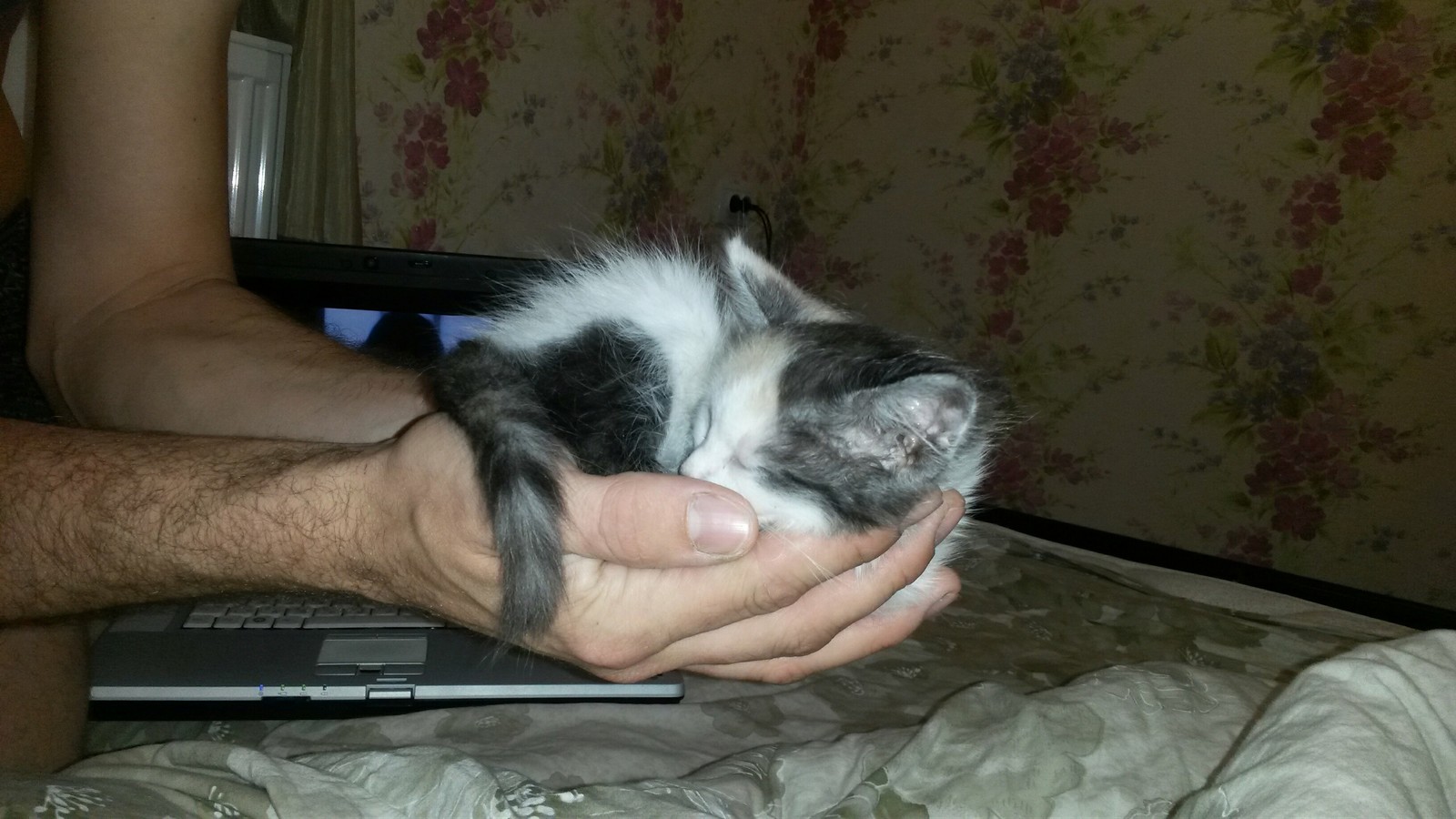 Little bundles of happiness in good hands! - My, No rating, Pyatigorsk, Longpost, cat, In good hands, Help