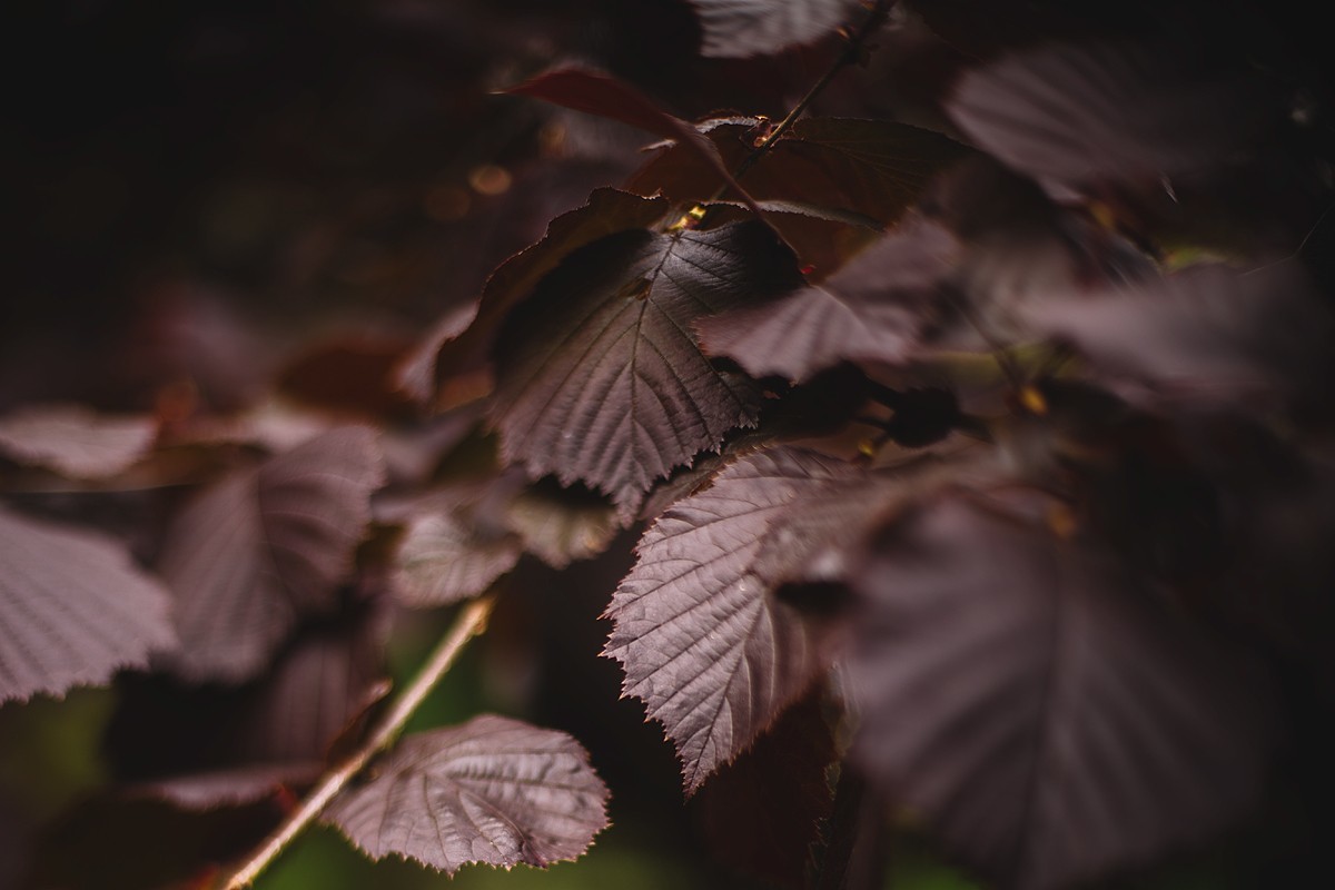 Helios - My, Helios44, The photo, Карелия, Petrozavodsk, Longpost