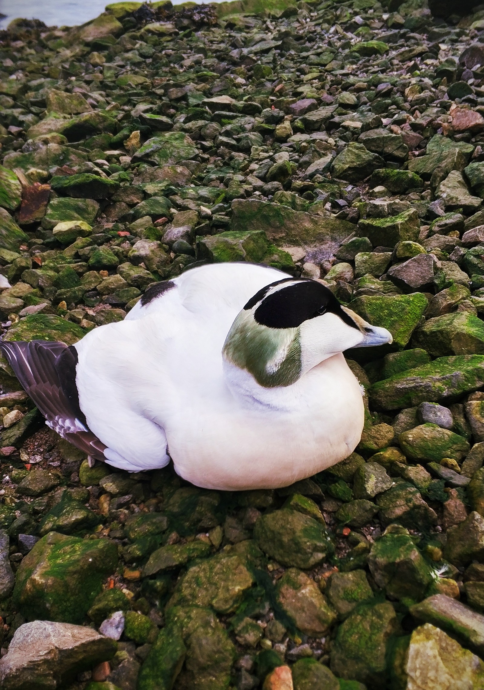 Duck Eider on the Kola Peninsula - My, Duck, Kola Peninsula, North