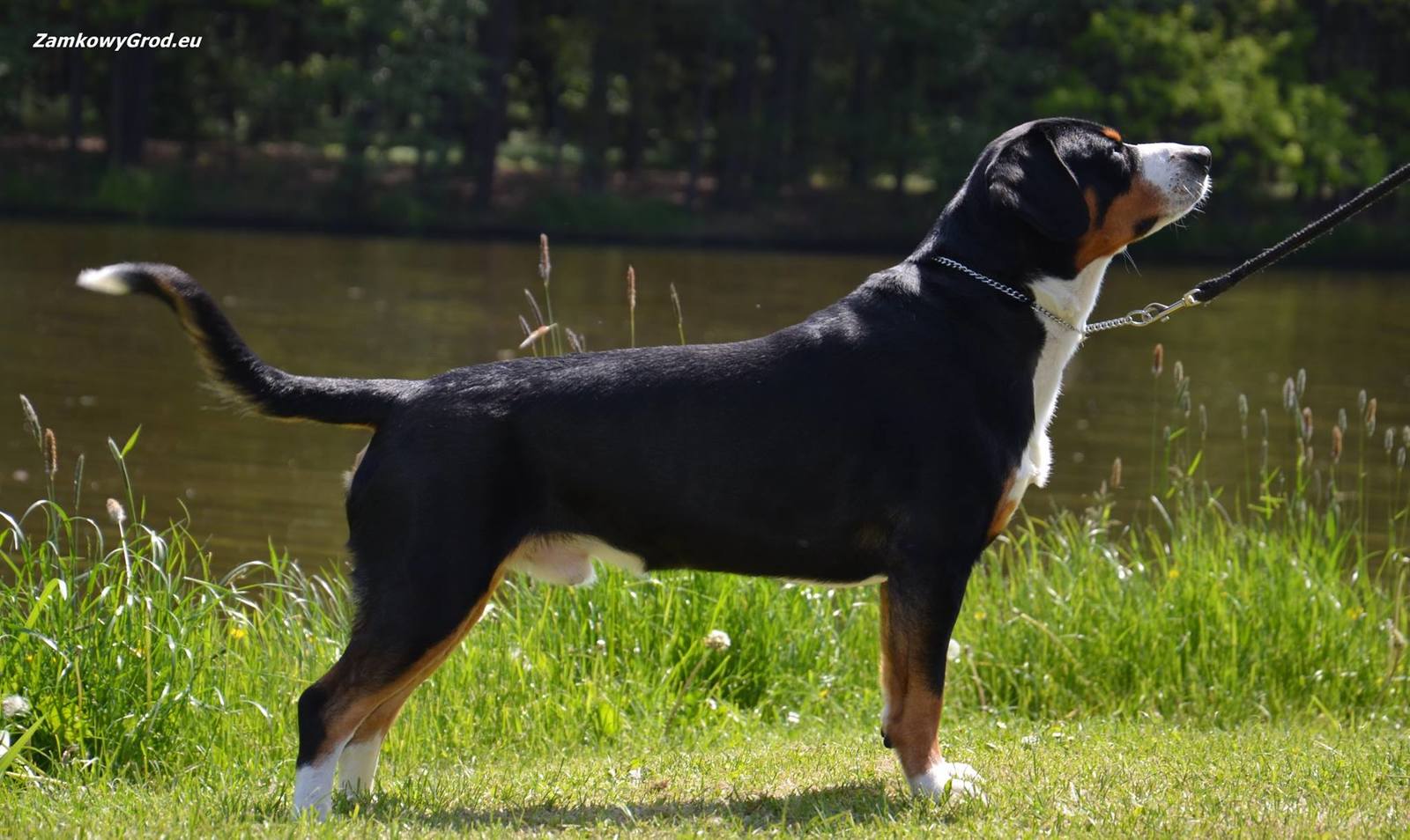 About breeds of dogs. - Dog, Dog breeds, Bernese mountain dog, , Sennenhund, Longpost