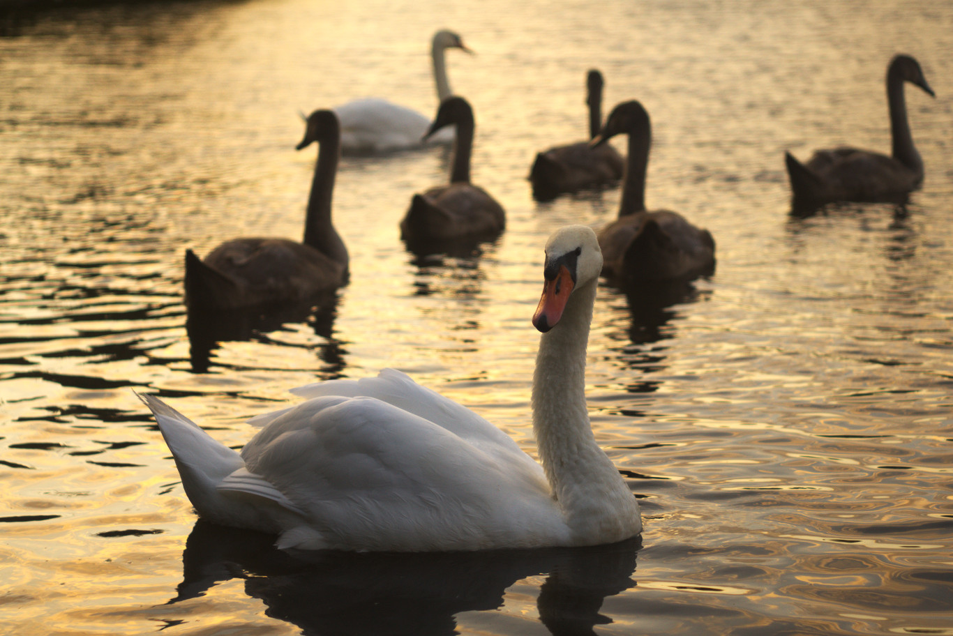 History of a pair of swans - My, , The photo, Death, Longpost, Swans