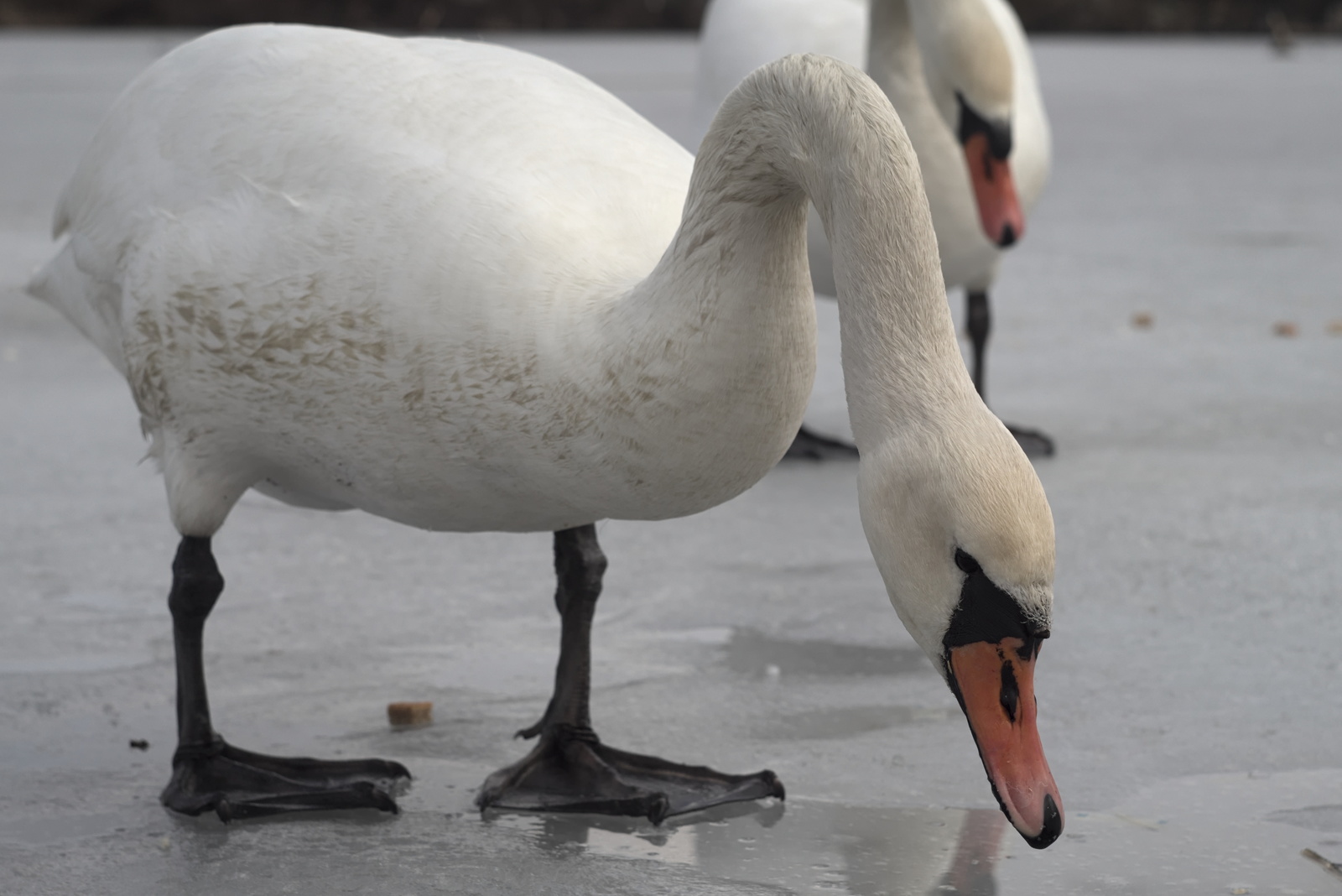 History of a pair of swans - My, , The photo, Death, Longpost, Swans