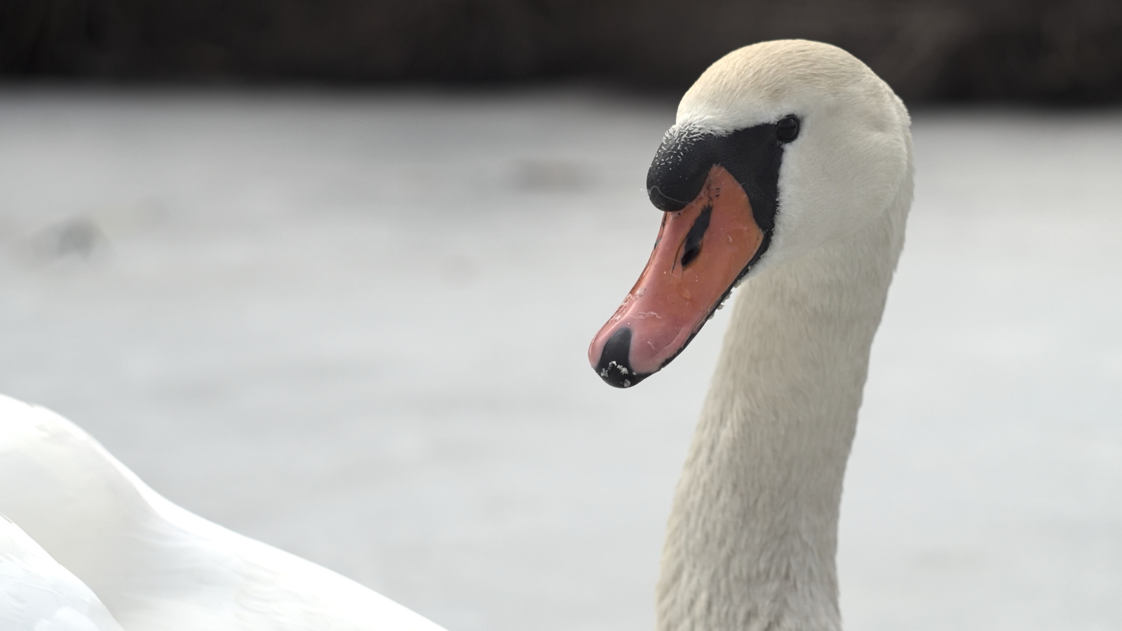 History of a pair of swans - My, , The photo, Death, Longpost, Swans