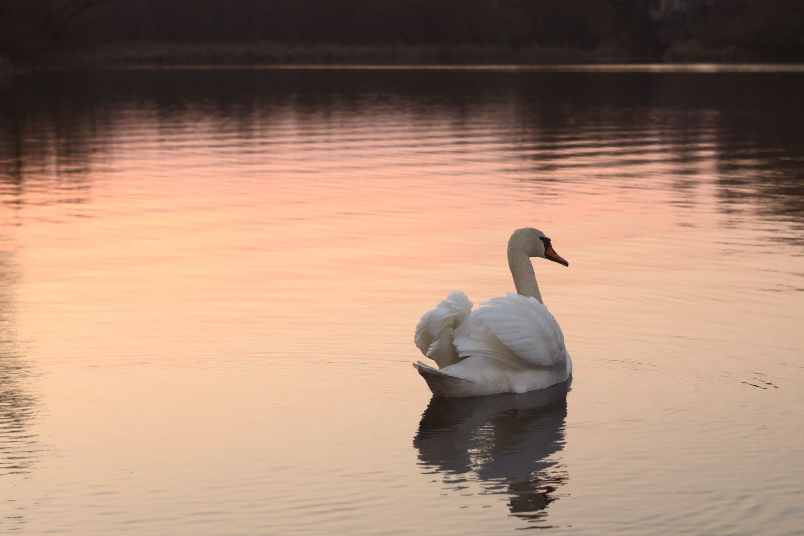 History of a pair of swans - My, , The photo, Death, Longpost, Swans