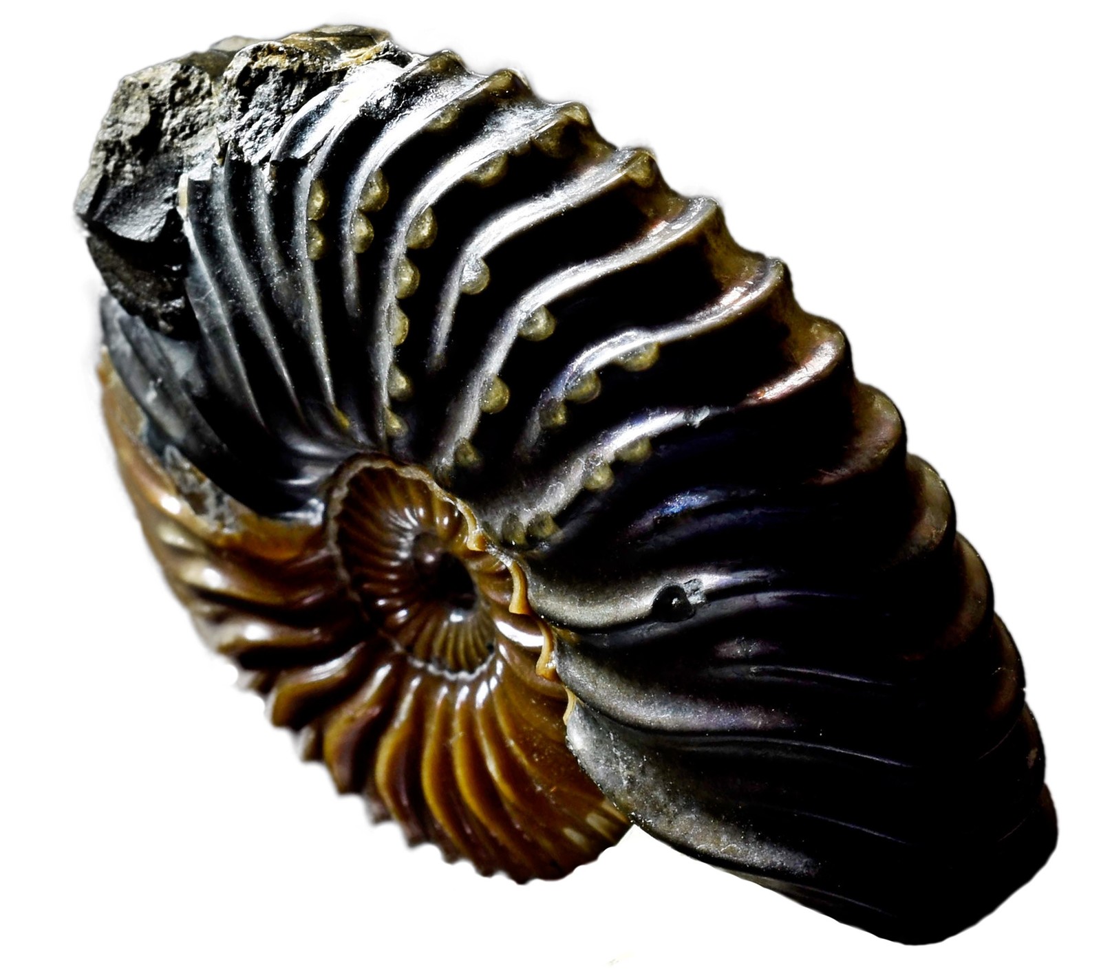 Ammonites-Refuge - Paleontology, Ammonite, Fossils, The science, Copy-paste, Elementy ru, Longpost