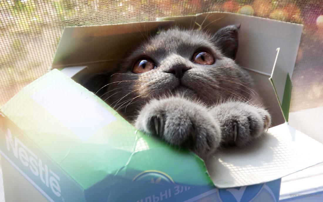Почему кошки любят коробки. | Пикабу