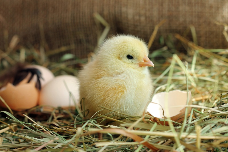 The landfill has become a maternity home for chickens. - Chickens, Dump, Incubator, Georgia, Poultry farm, news, Poultry farm