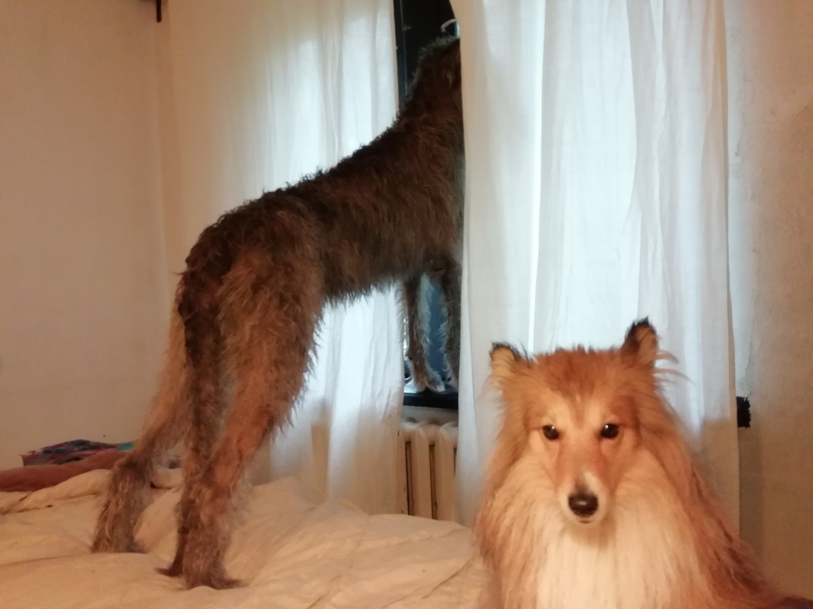 Everything's under control! - My, Dog, Control, Sheltie, Irish wolfhound