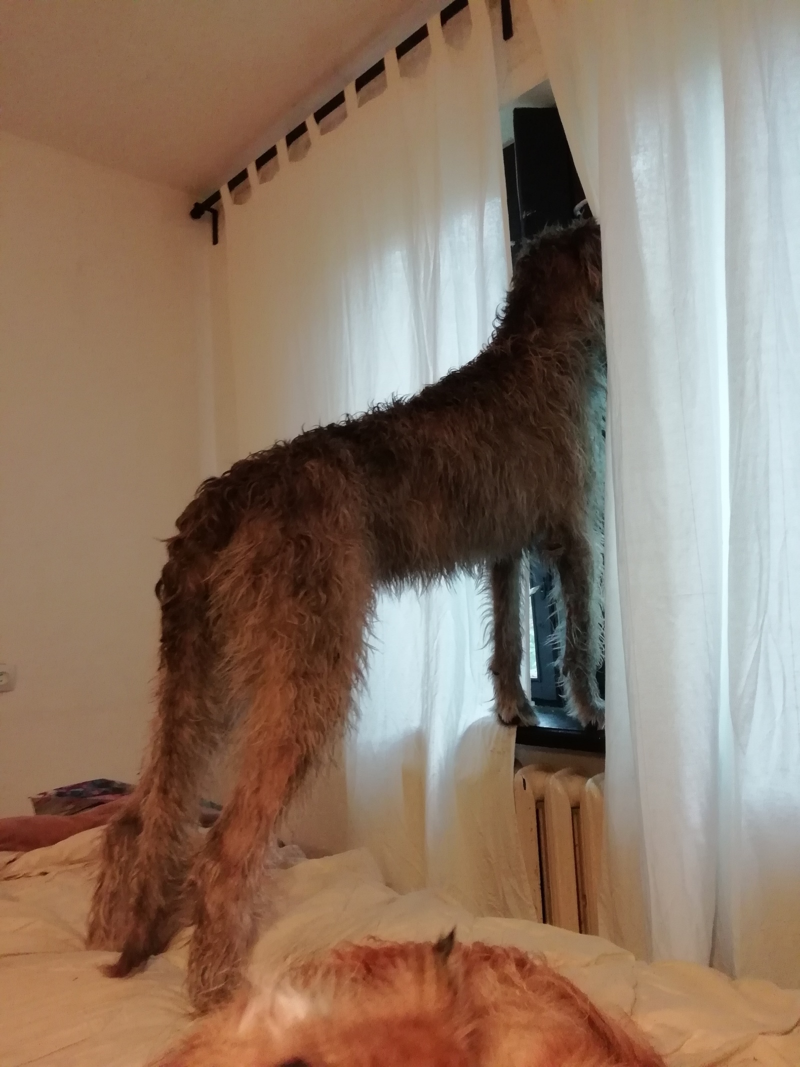 Everything's under control! - My, Dog, Control, Sheltie, Irish wolfhound