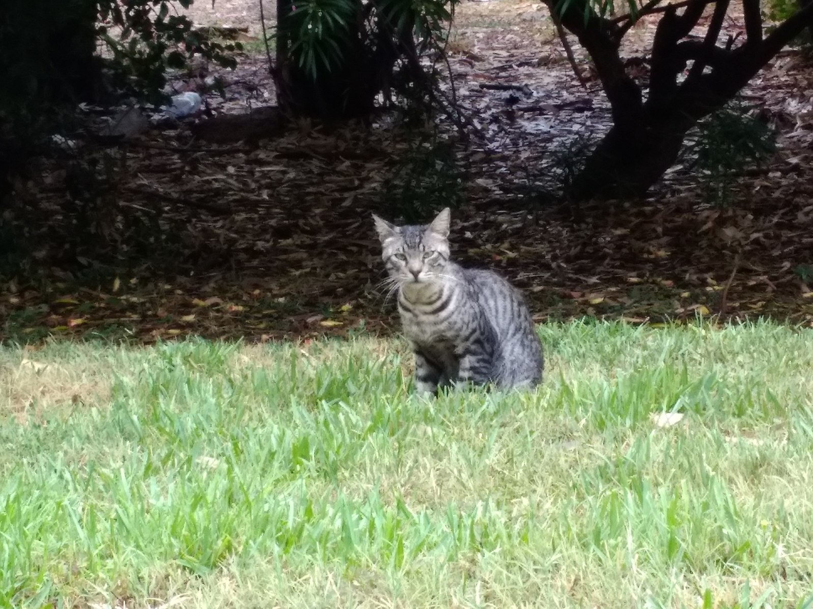 Коты-БОМЖи. - Моё, Кот, Уличный, Фотография, Длиннопост, Уличные