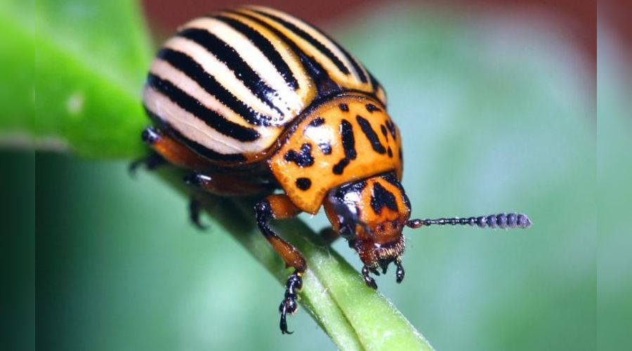 And eternal battle. - My, GIF with background, Colorado beetle, Daddy, Pests, GIF, Longpost