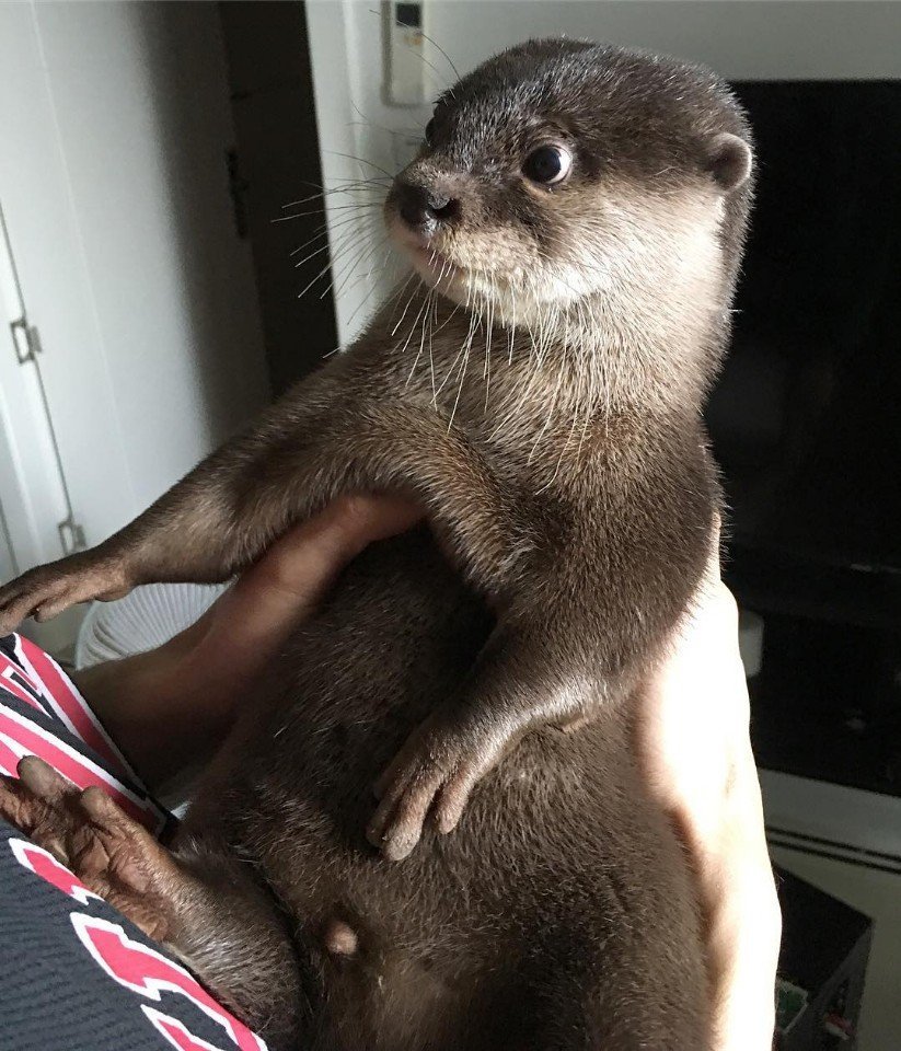 Start your day with cuteness - Milota, Pet, Otter, Longpost, Pets