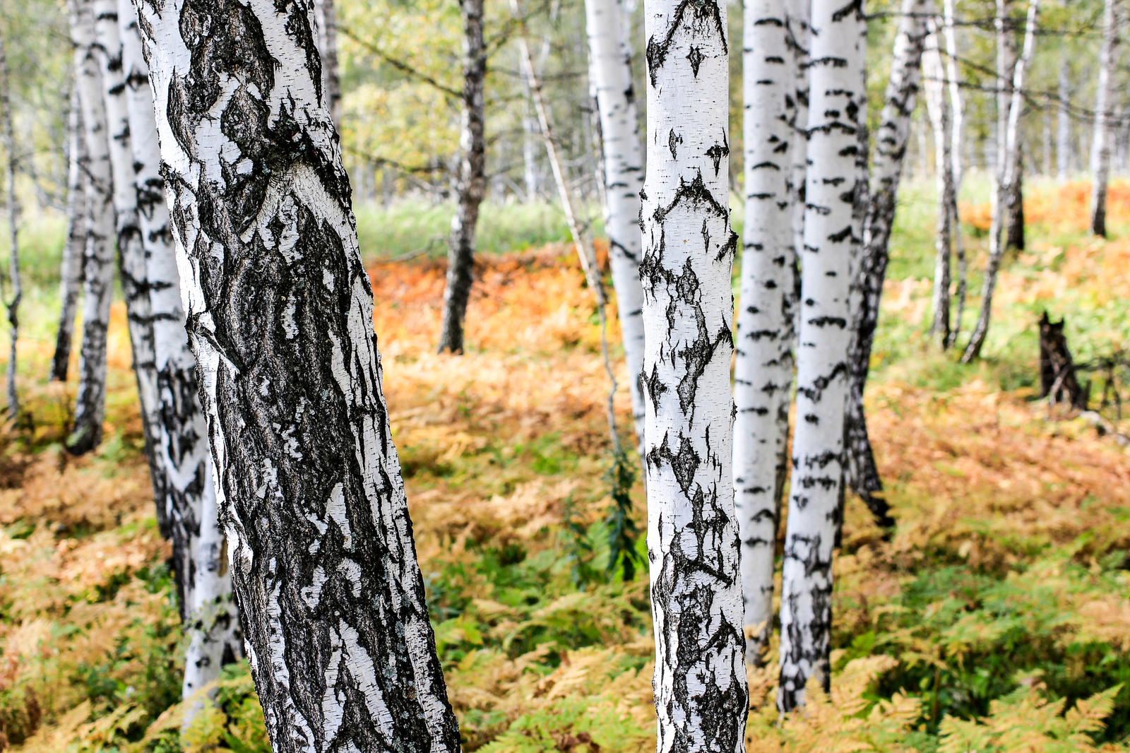 Autumn forest - My, My, Beginning photographer, Autumn