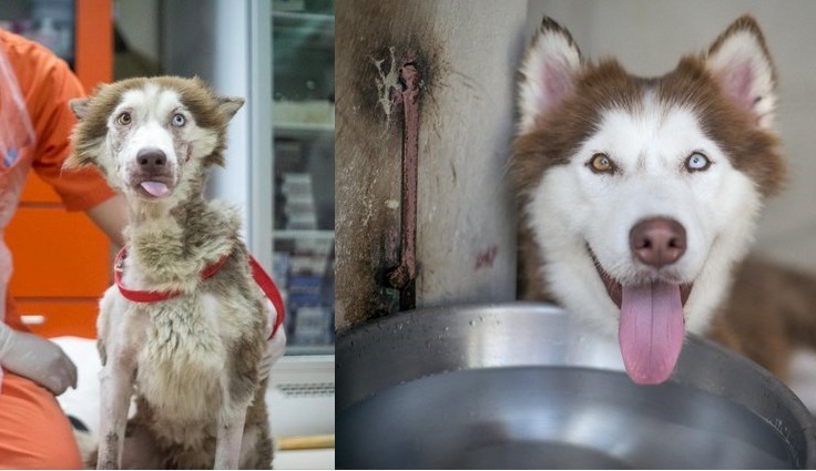 Husky from the streets of Phuket - Husky, Dog, The rescue, Thailand, Longpost