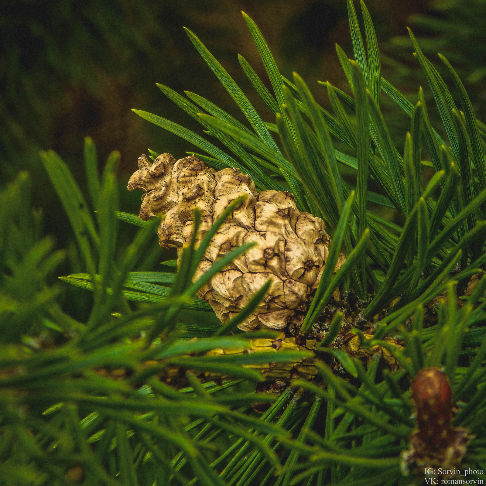 In Murmashy - My, cat, Cones, Flowers, Murmashi, Longpost