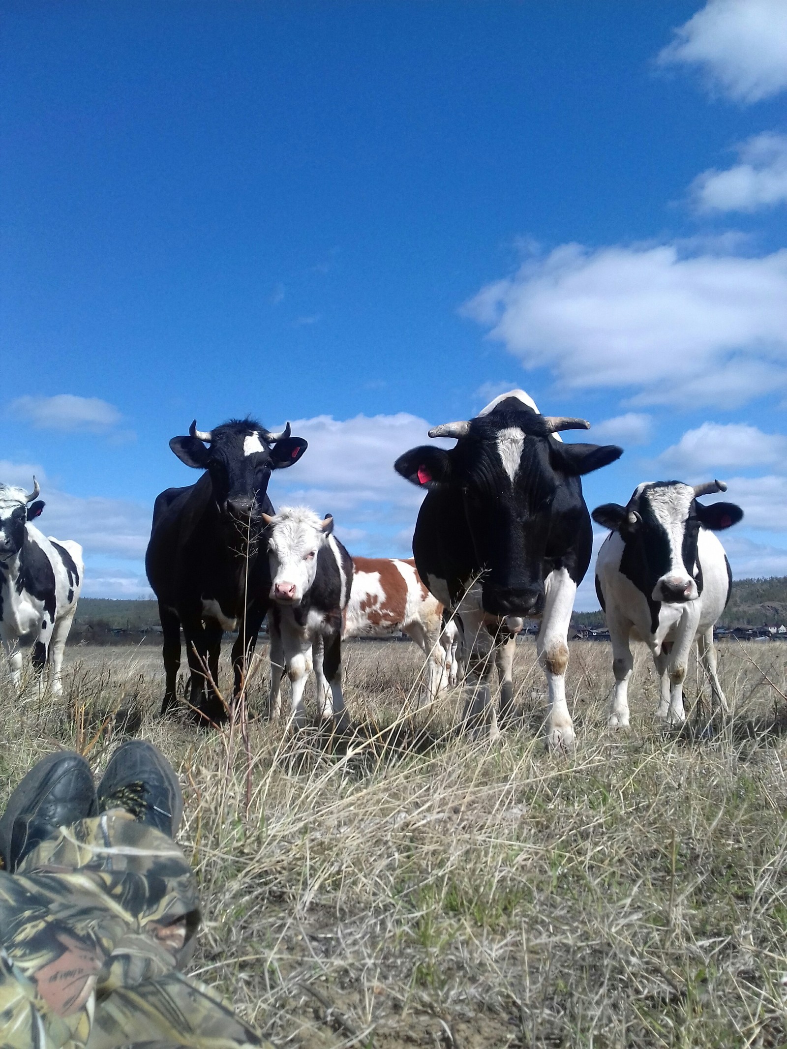 Voldemar's adventures in the village, or when he came alone to a showdown with the locals. - My, Herd, Разборки, Dog, Video, Longpost