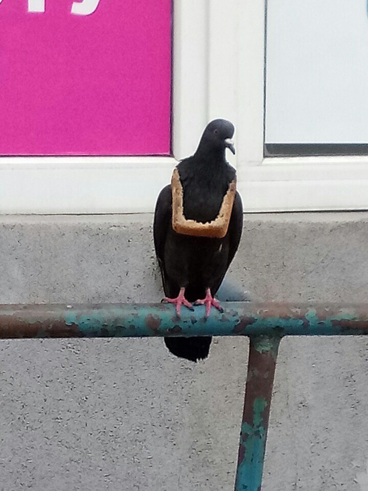 Gangsta - Pigeon, Bread, Longpost