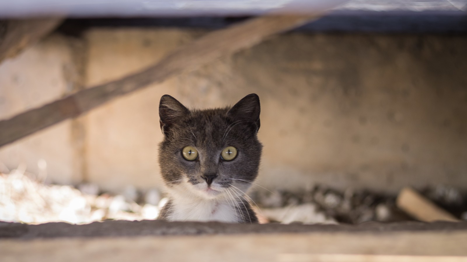 Provincial cats. - My, cat, Beginning photographer, Canon, First post, Longpost