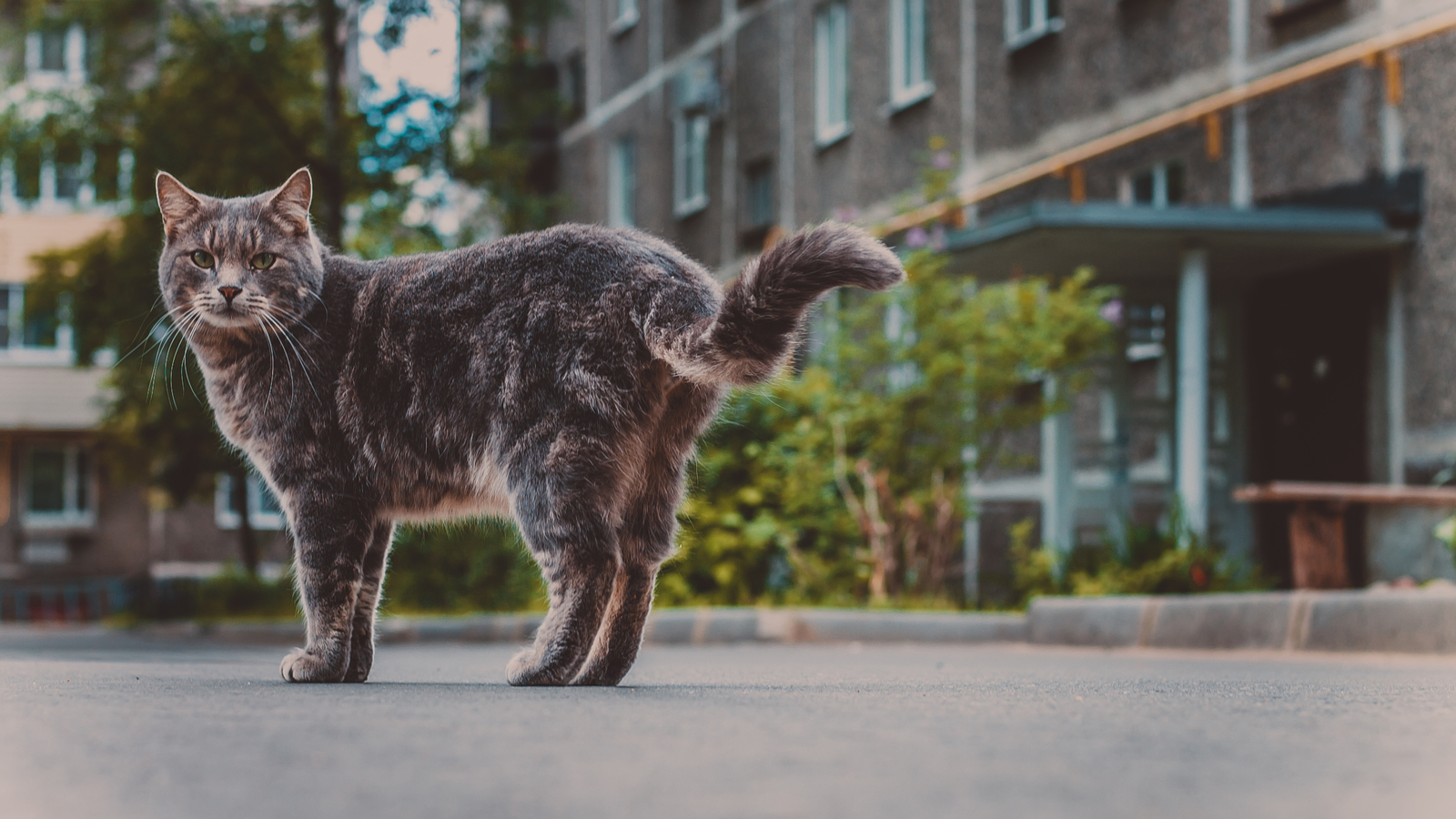 Provincial cats. - My, cat, Beginning photographer, Canon, First post, Longpost