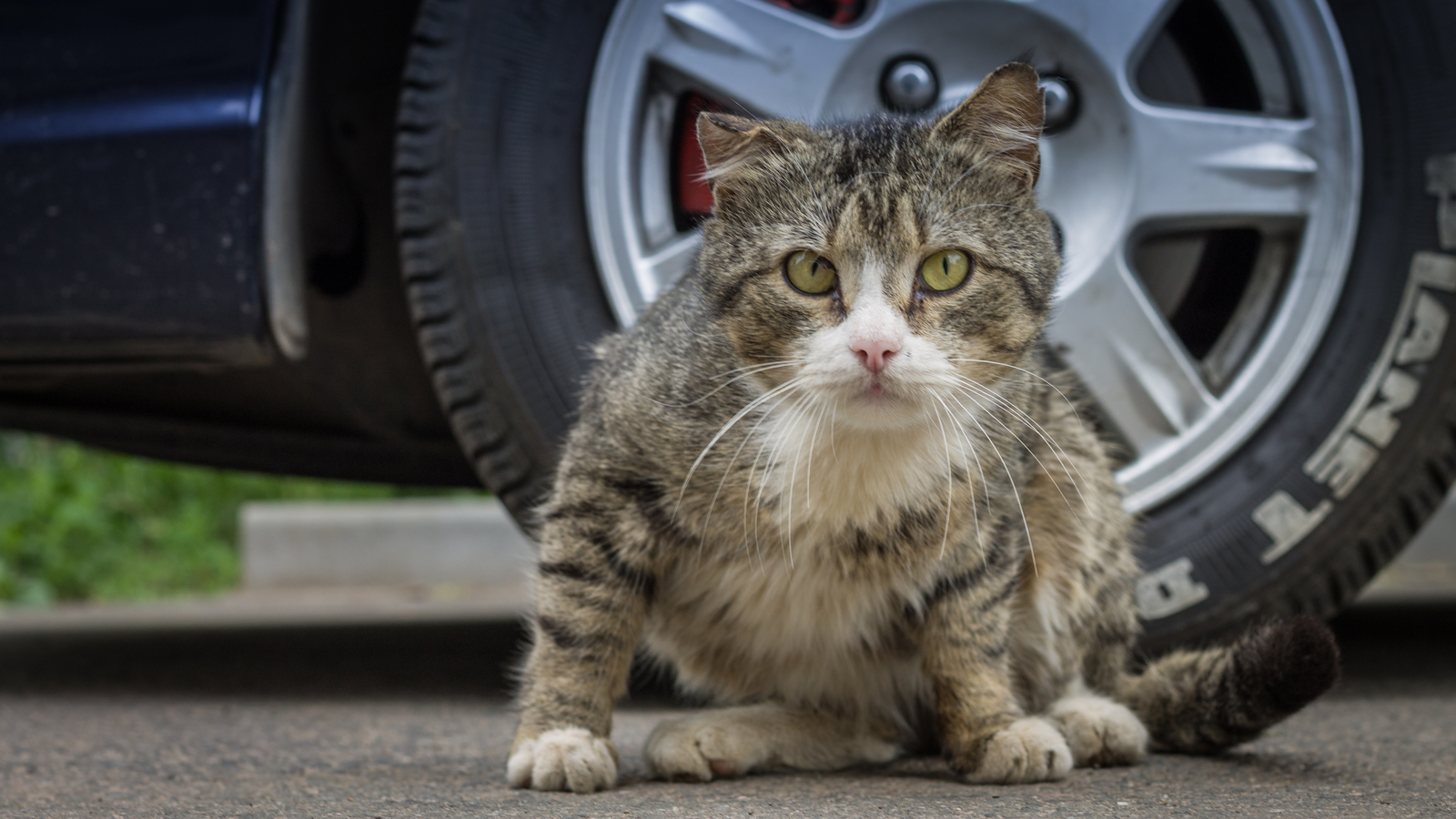 Provincial cats. - My, cat, Beginning photographer, Canon, First post, Longpost